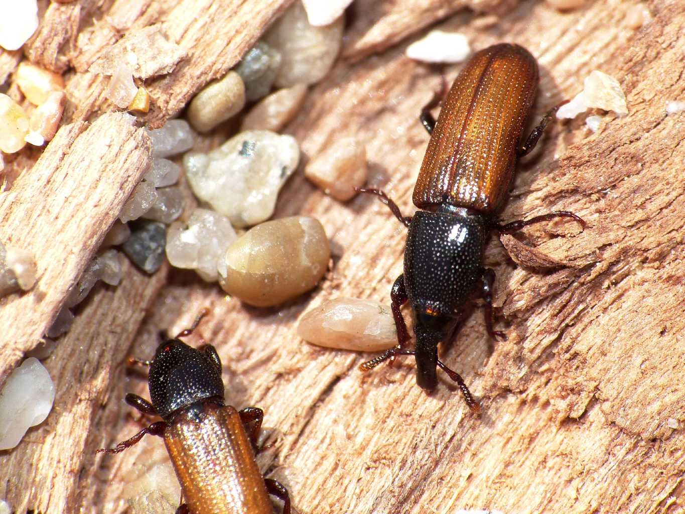 Piccoli Curculionidae? Mesites pallidipennis (Sardegna)